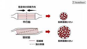 ダウンロード (1)